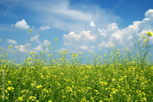 Yellow flower field with blue sky