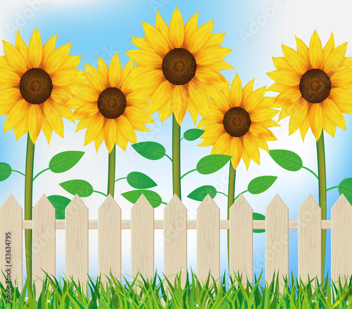 vector sunflower background