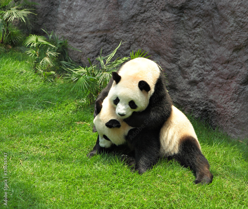 Fototapeta premium two panda playing
