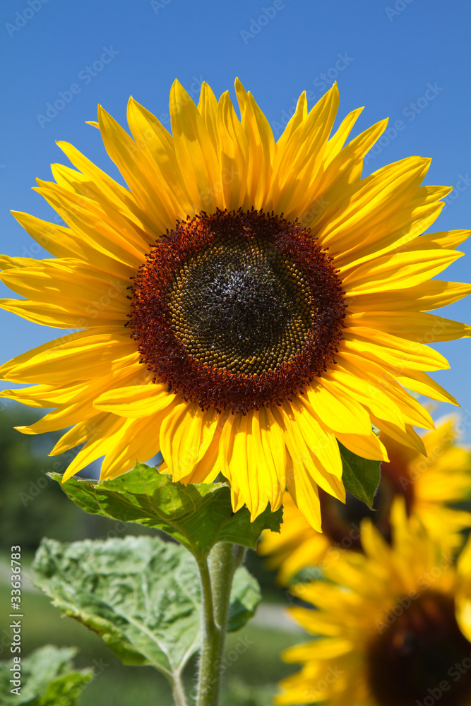 Naklejka premium Blühende Sonnenblumen (Helianthus)