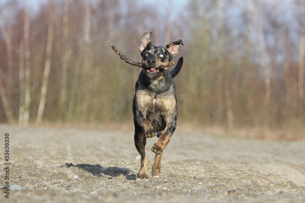 léopard dog en course avec sa branche dans la gueule