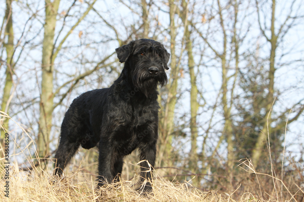 schnauzer géant debout de profil en forêt schnauzer géant debout de profil en forêt