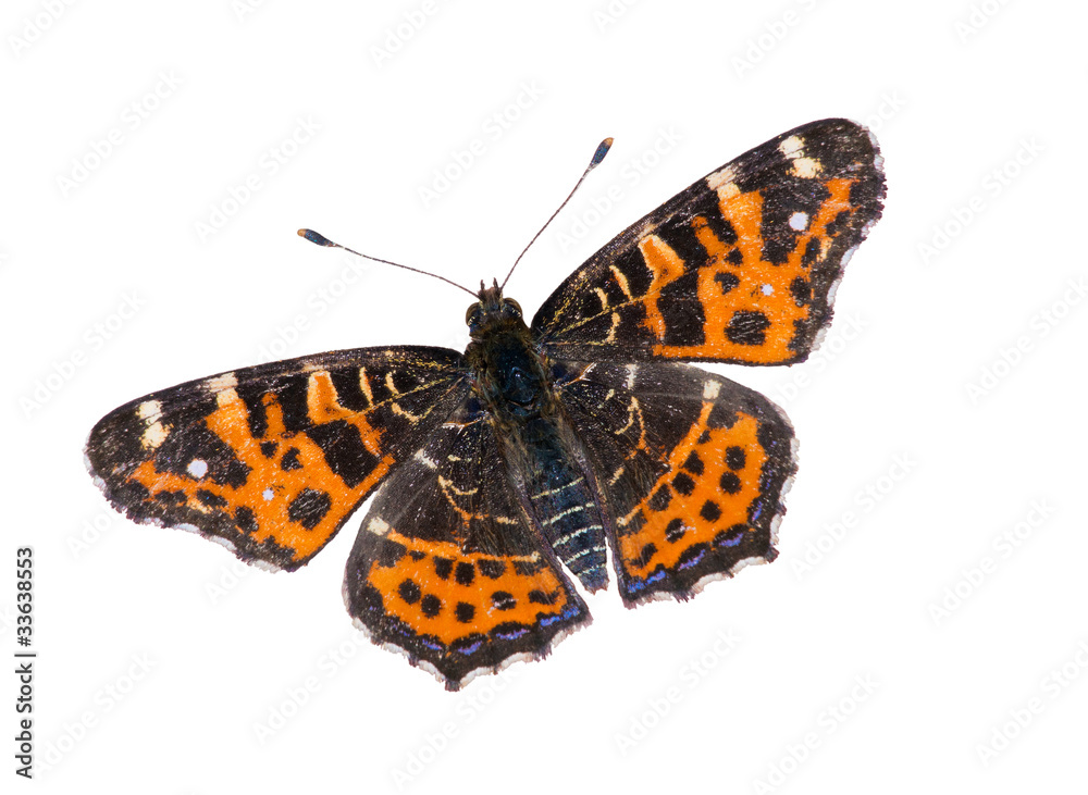 beautiful brown and orange butterfly beautiful brown and orange butterfly