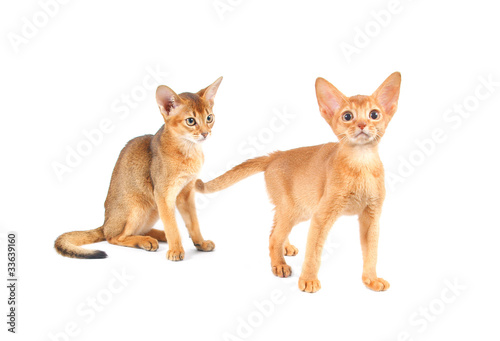 Abyssinian kittens isolated on white background