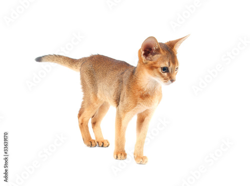 Abyssinian kitty isolated on white
