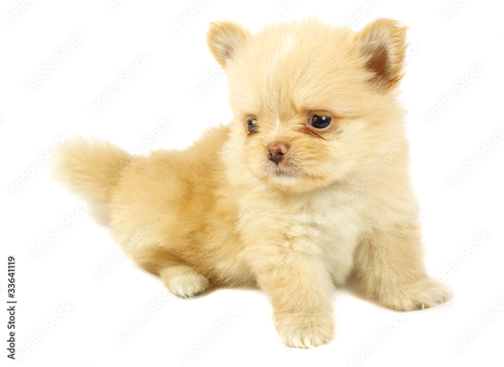 small chihuahua puppy small chihuahua puppy