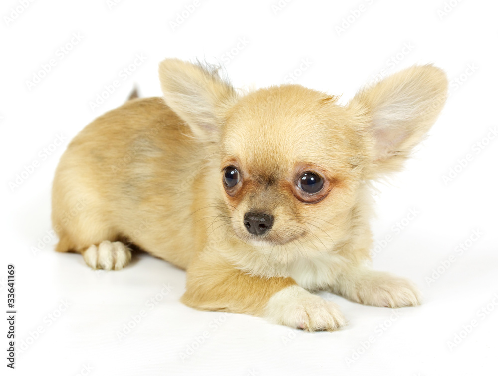 small chihuahua puppy