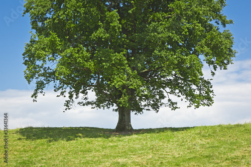 tree green meadow