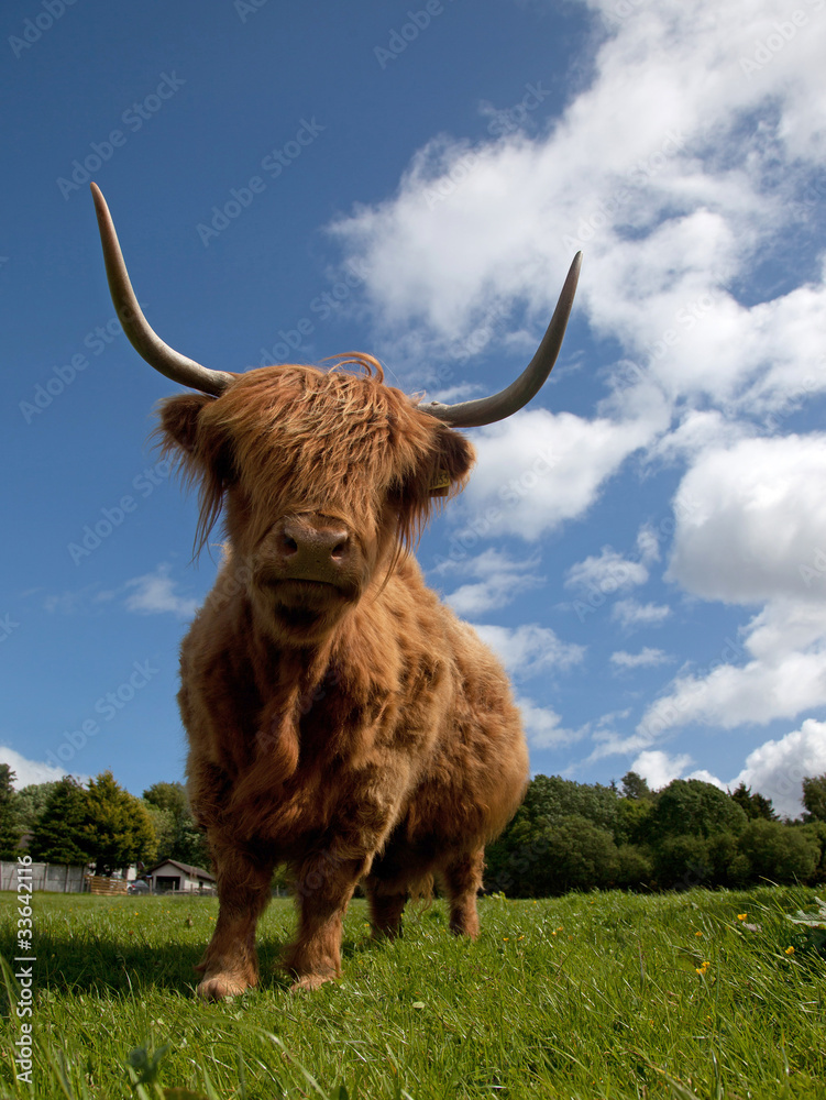 Highland cattle