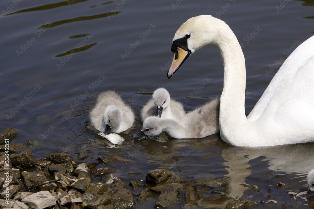 Obraz premium Höckerschwan mit Küken