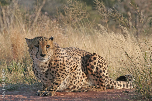 Cheetah 2