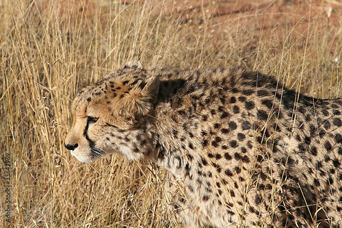 Naklejka Cheetah 3