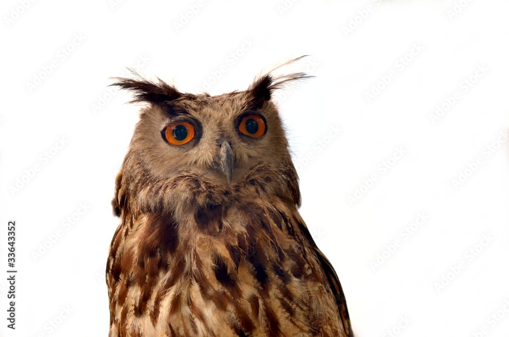 Obraz premium hibou