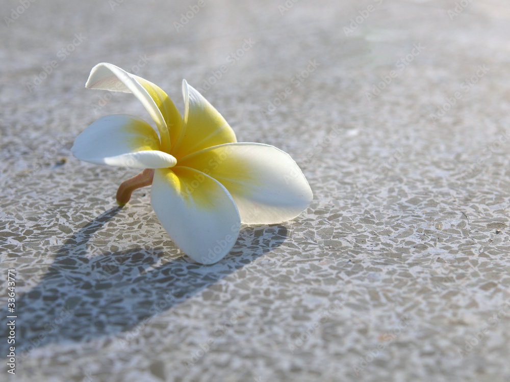 White Flower