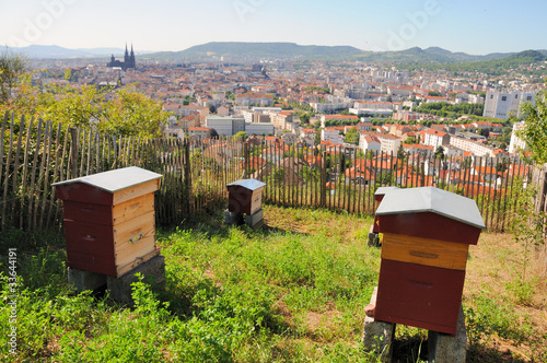 Bee City photo