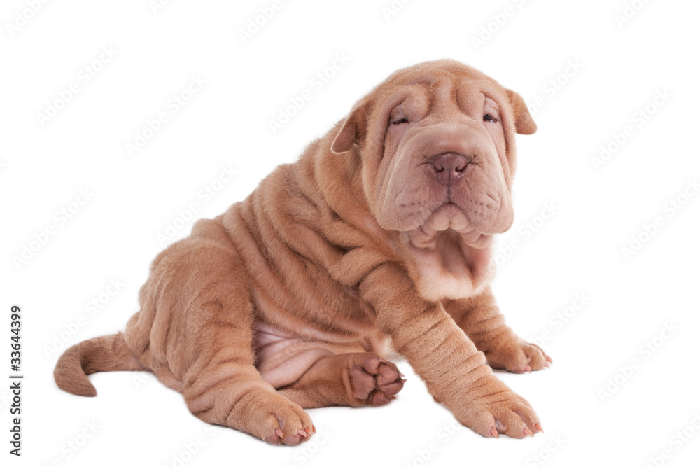 Wrinkled sharpei puppy sitting Wrinkled sharpei puppy sitting