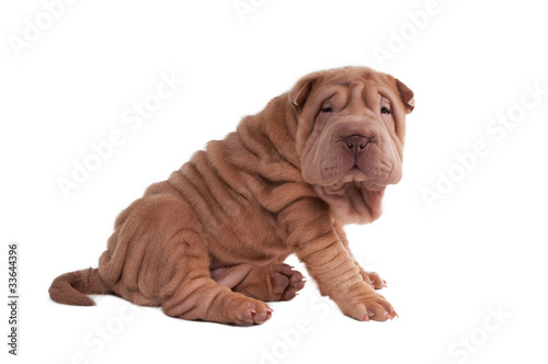 Wrinkled shar-pei puppy sitting isolated on white background photo