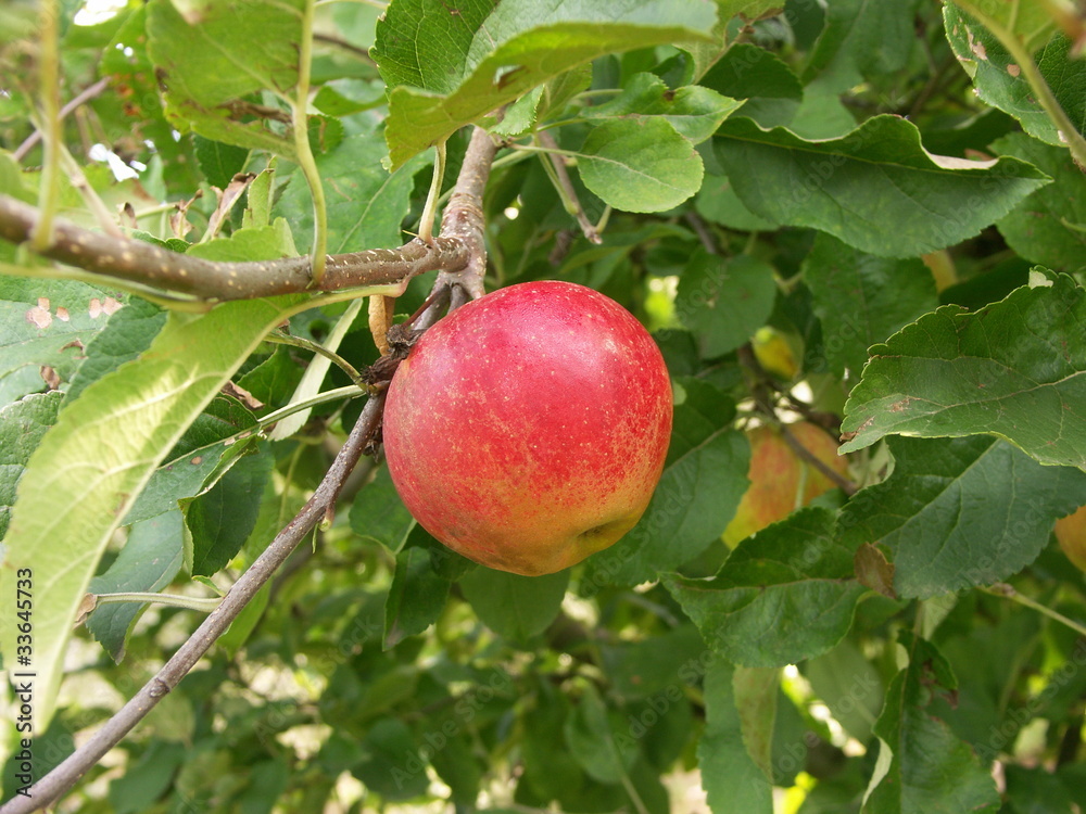 pomme 'Elstar'