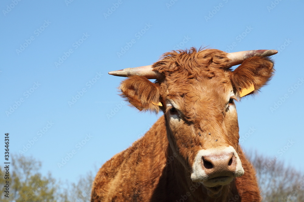 Limousin Cow Head Portrait
