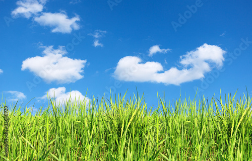 Summer field of green grass