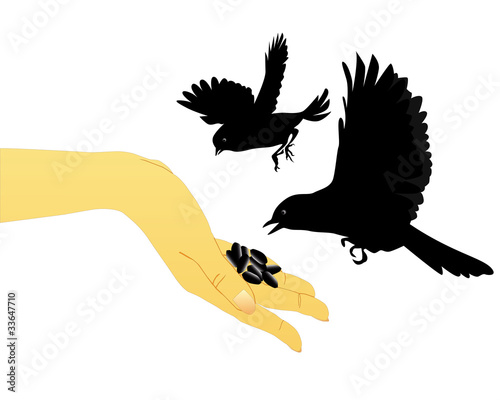 bird feeding with their hands