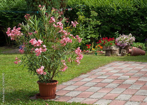 Nice oleander in the garden photo