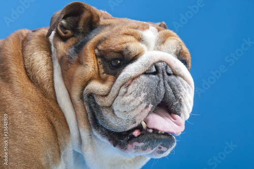 Close-up of French Bulldog © Zadiraka