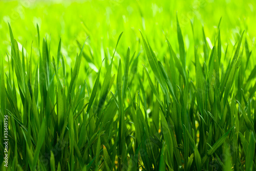 Green grass on light background