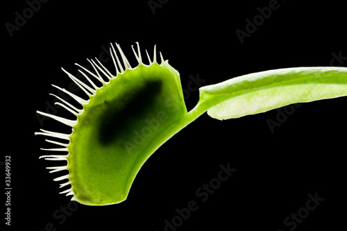 Venus flytrap