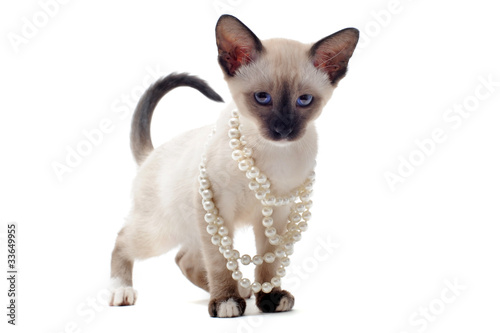 Bilde på lerret chaton siamois et collier