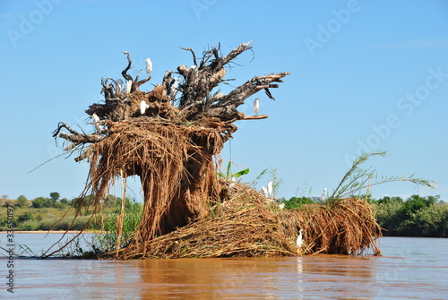 Madagascan Bird Flotsom