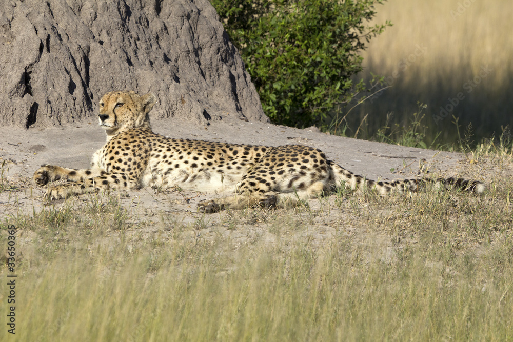 Naklejka premium Gepard