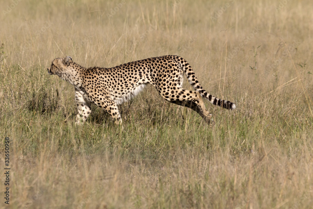 Naklejka premium Gepard