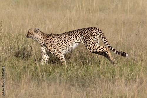 Gepard