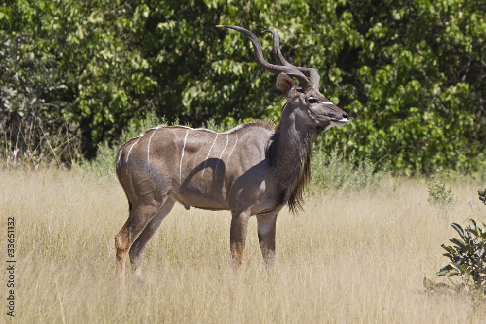 Kudu