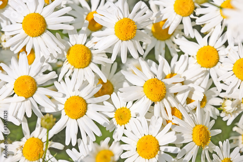 chamomile