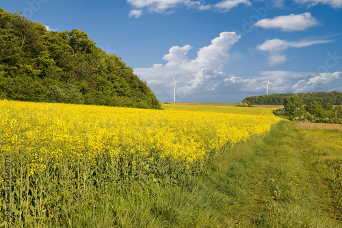Track through blossoming rape field in Rouhling
