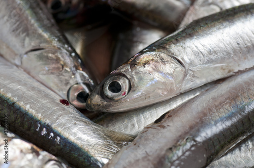 Close up anchovies