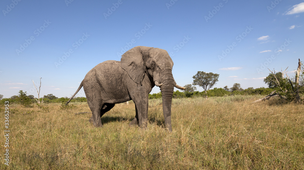 Obraz premium Elefantenbulle