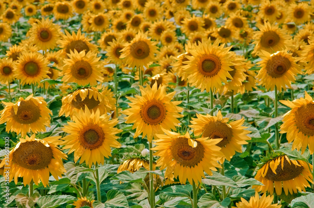 Campo di Girasole Campo di Girasole