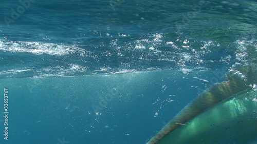 Mahi Mahi Fighting