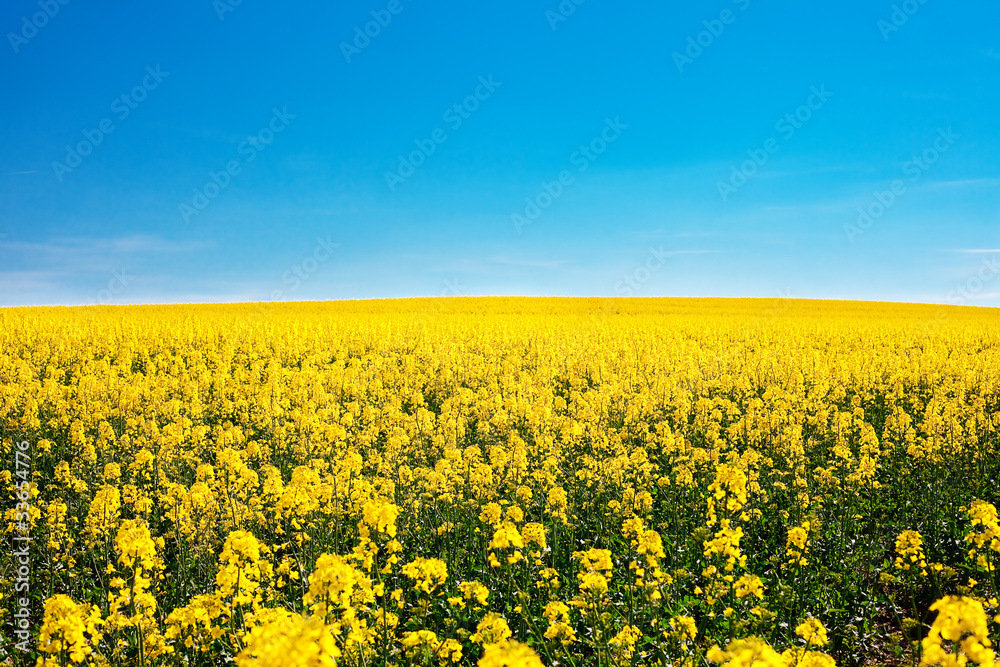 field of yellow rape against the blue sky