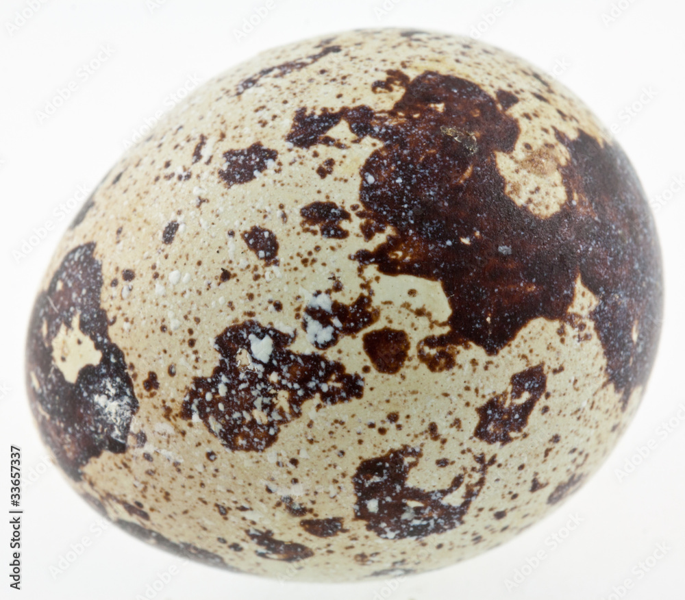 oeuf de caille oeuf de caille
