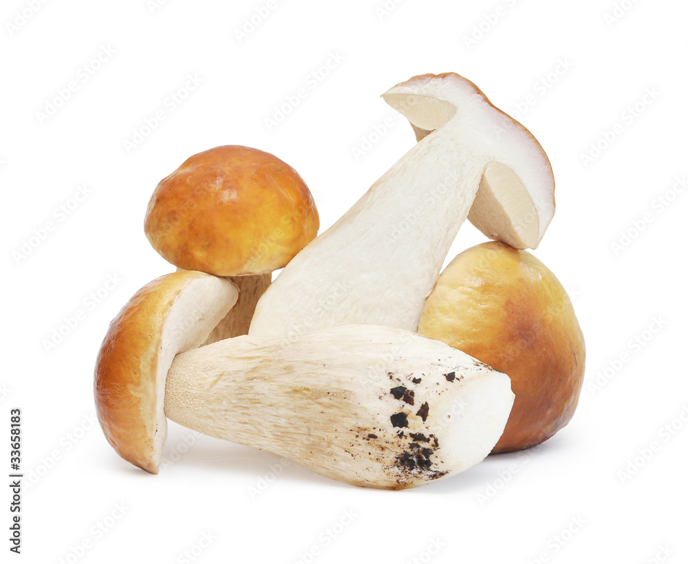 Set of images with mushrooms