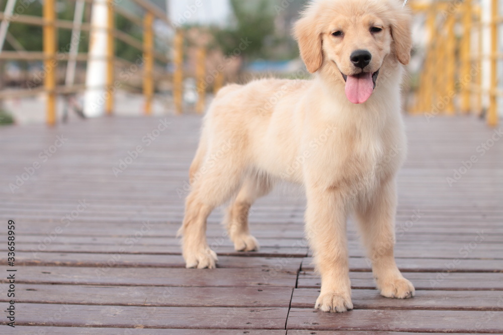 golden retriever golden retriever