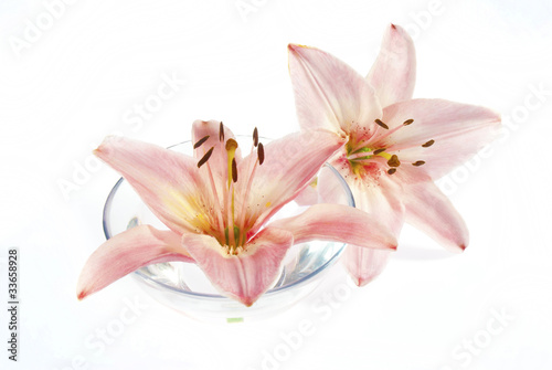 pink lily in bowl