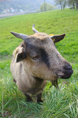 Ziege