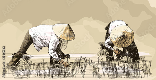 Two women harvesting rice in asia