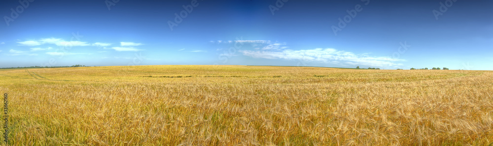 HDR panoramique de champ de blé