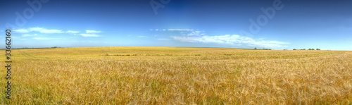 HDR panoramique de champ de bl  